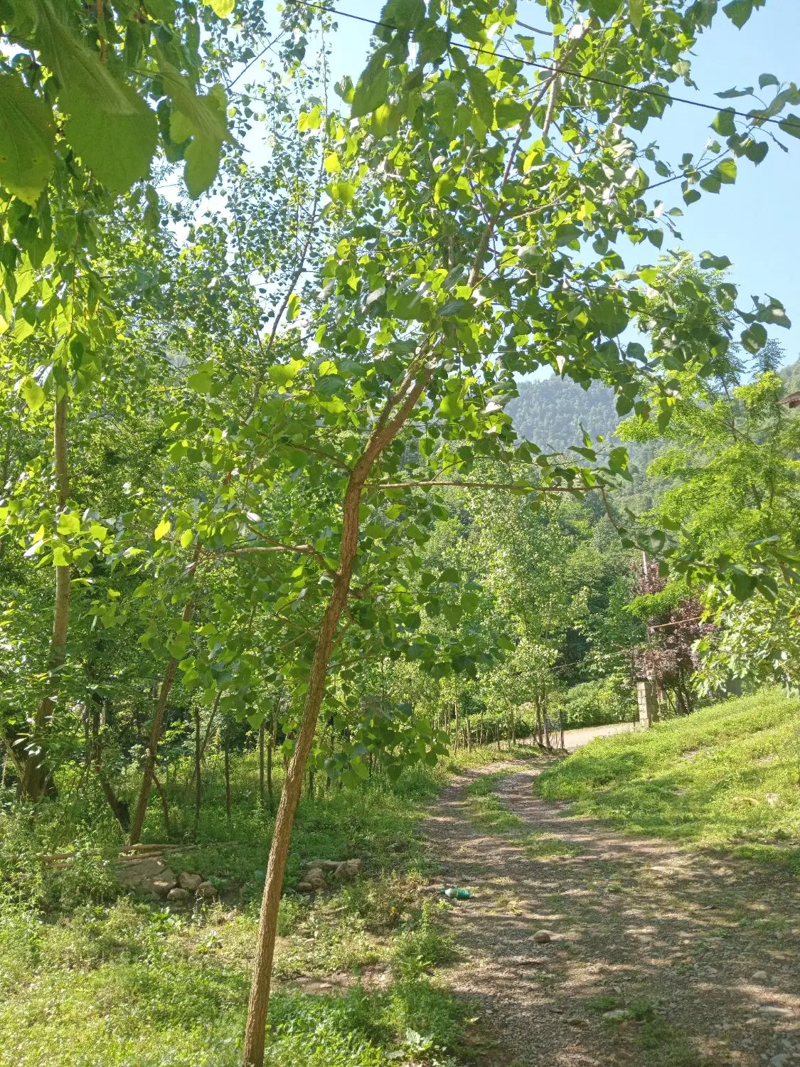 اجاره ویلا