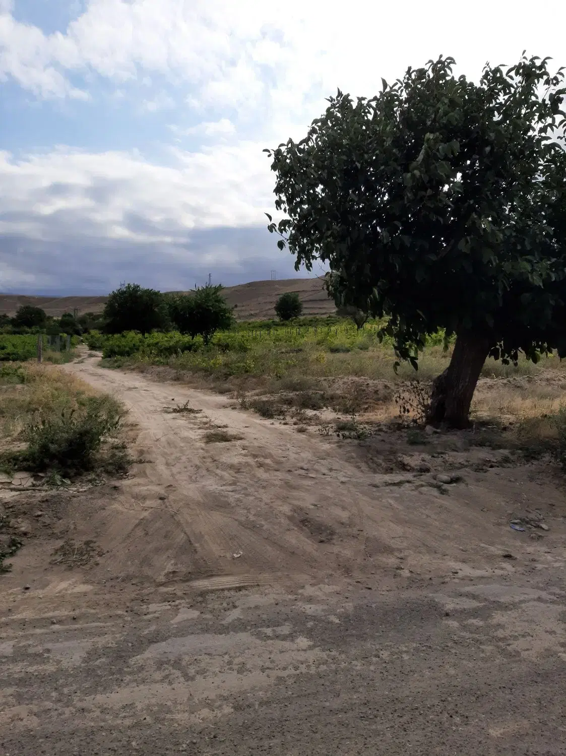 فروش زمین باغی(مشگین شهر)