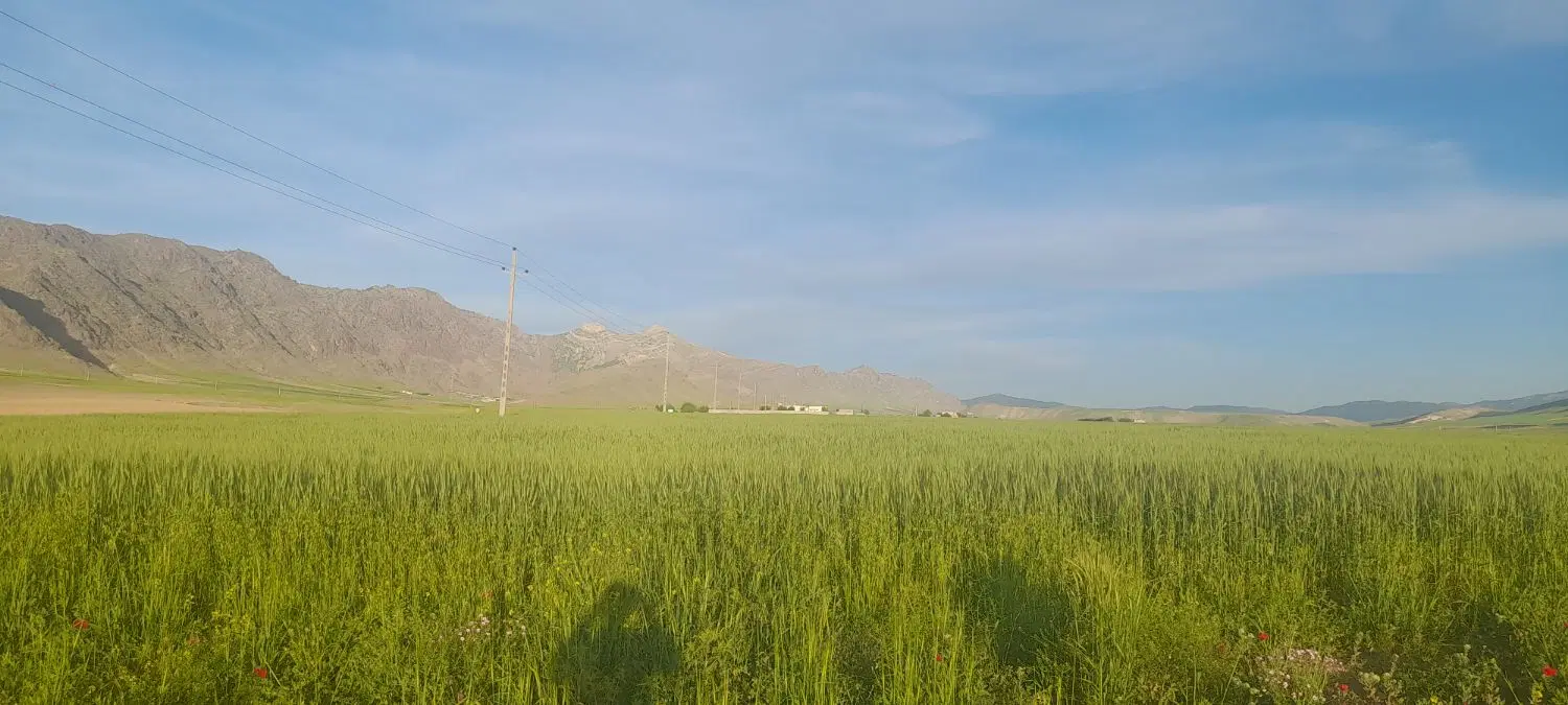 زمین کشاورزی دیم