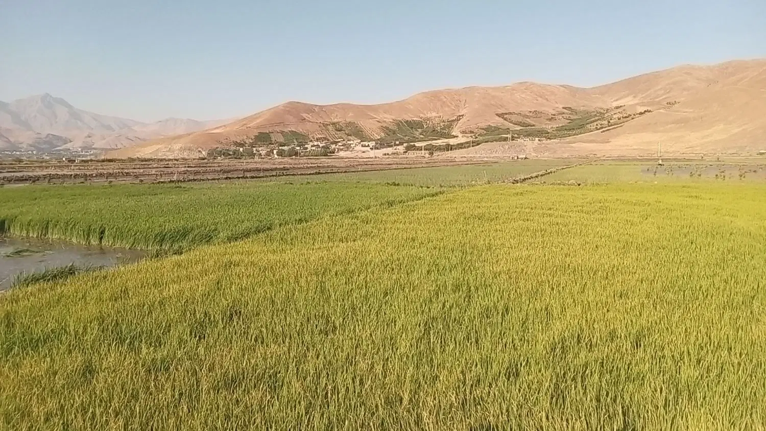 نشا سرخه درجه یک