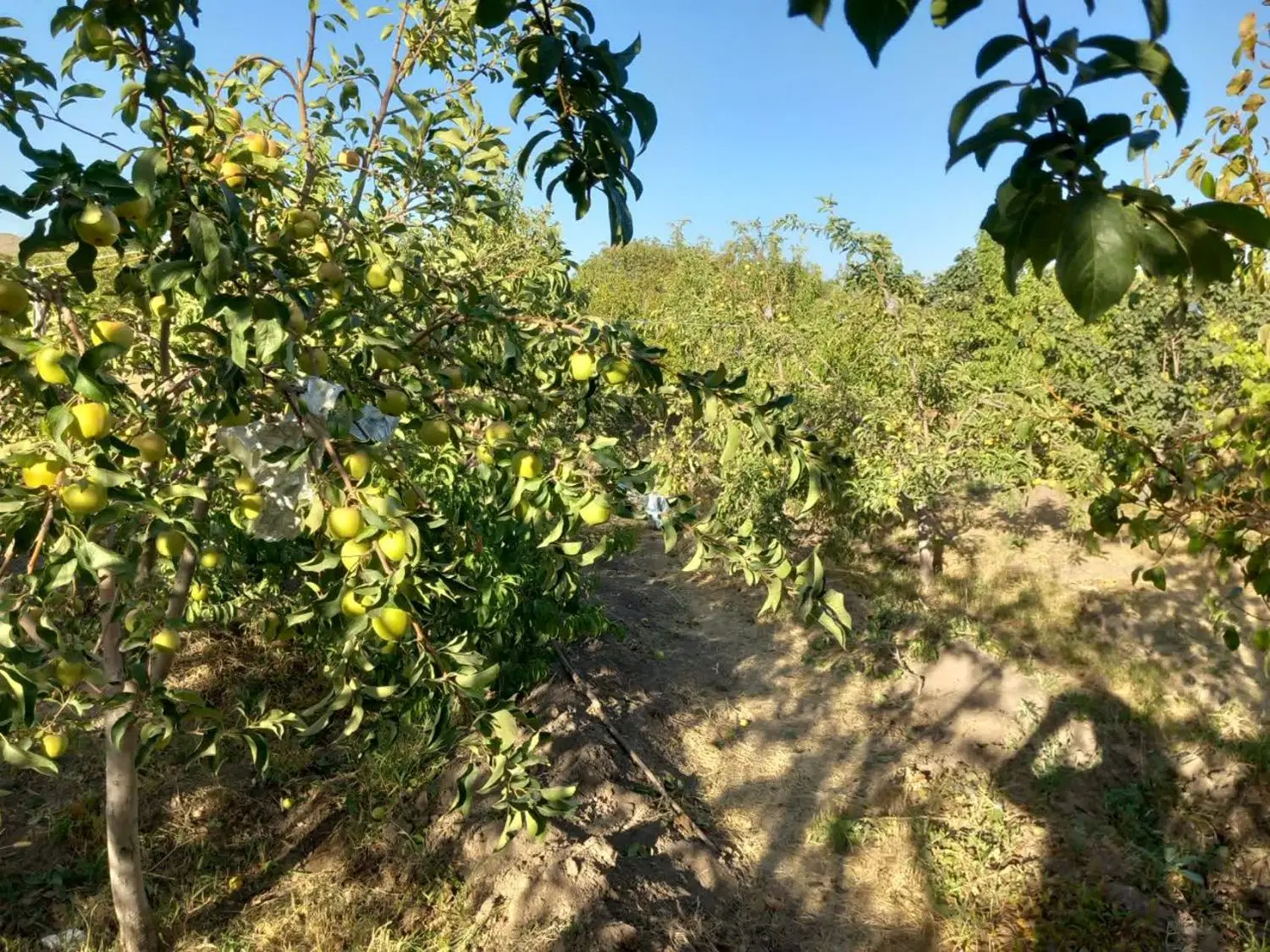 باغ میوه دستجرد