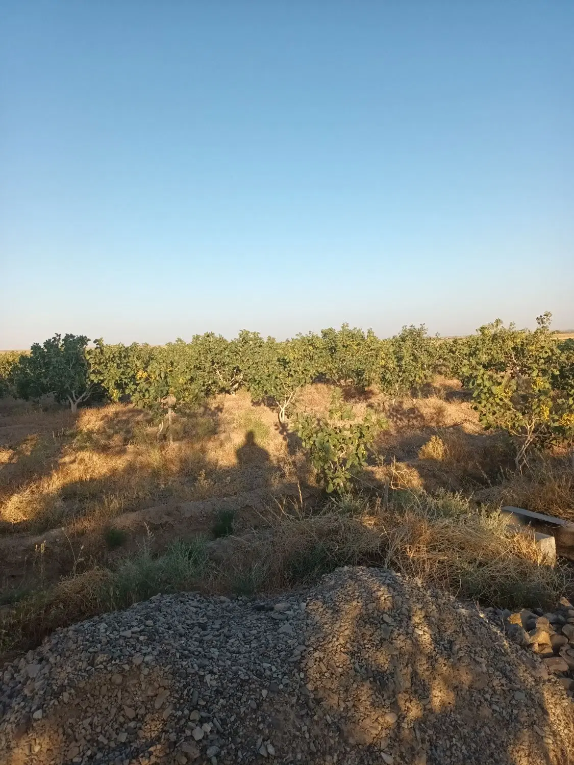 فروش باغ پسته