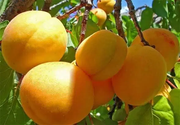 باغ وبلایی جاده سلماس ارومیه پشت سردخانه روغنی