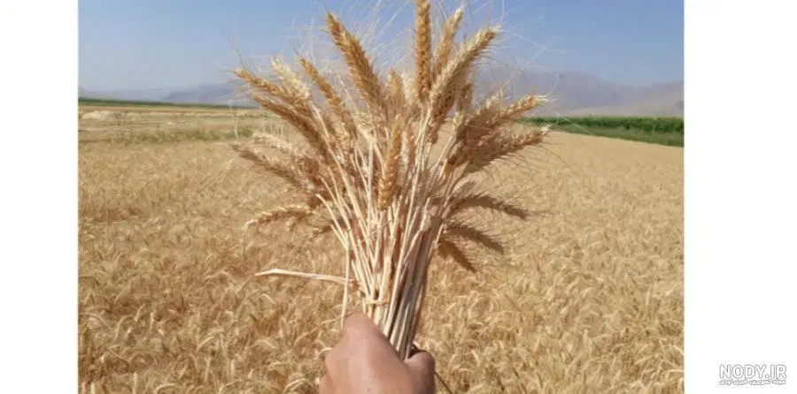 زمین کشاورزی