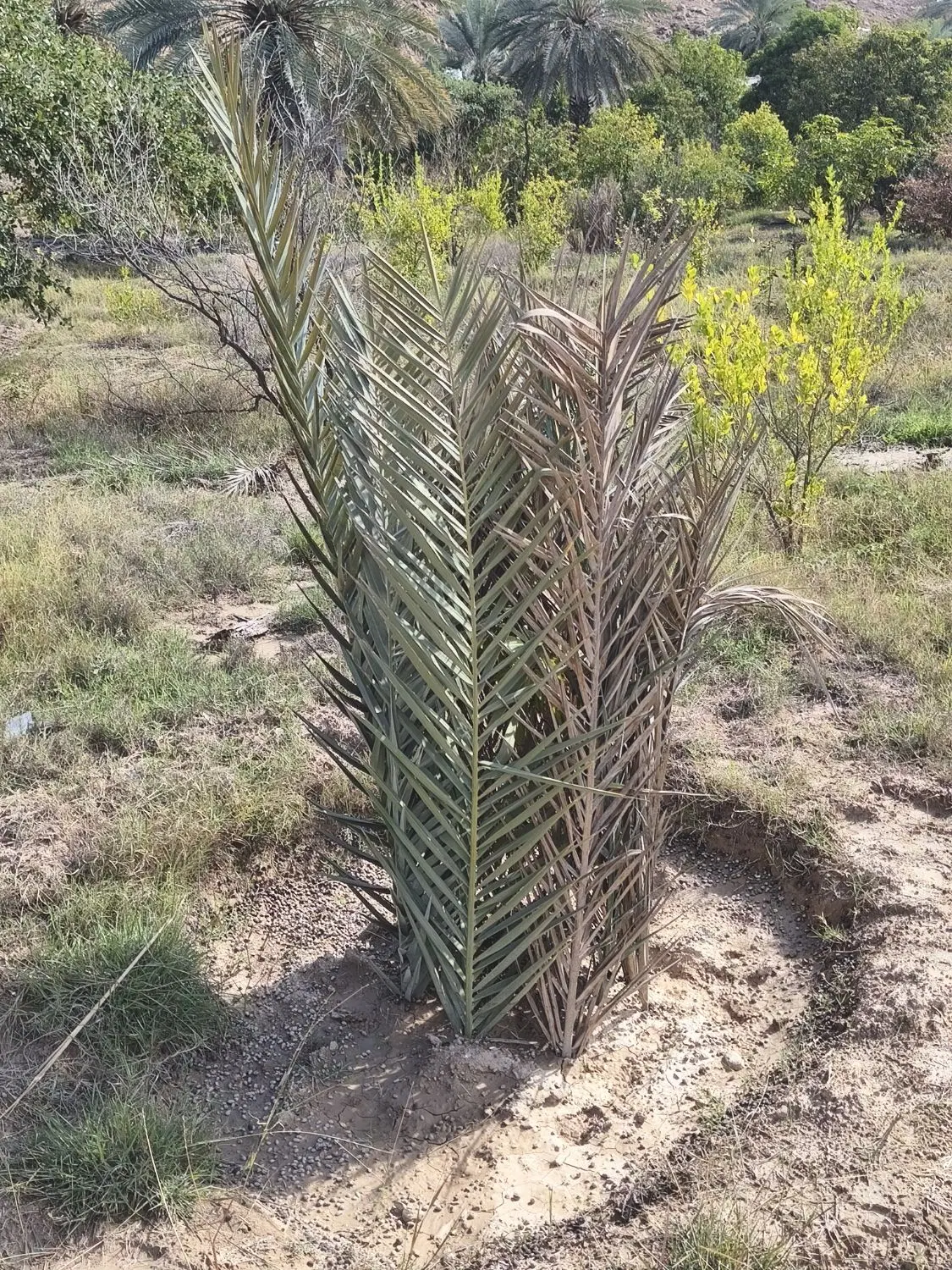 زمین ایسین سریگ دوم