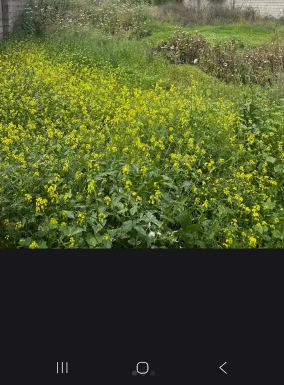 فروش زمین بهمراه سوله و سویت نگهبانی