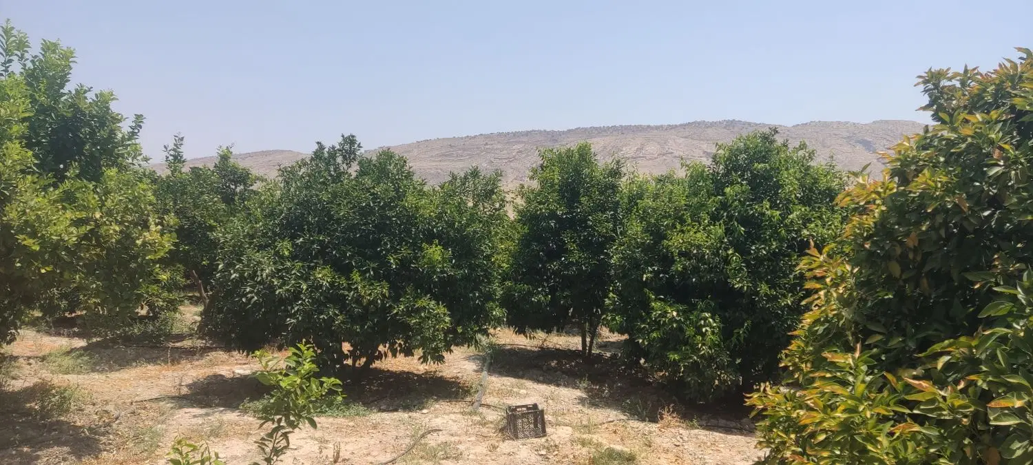 باغ مرکبات
