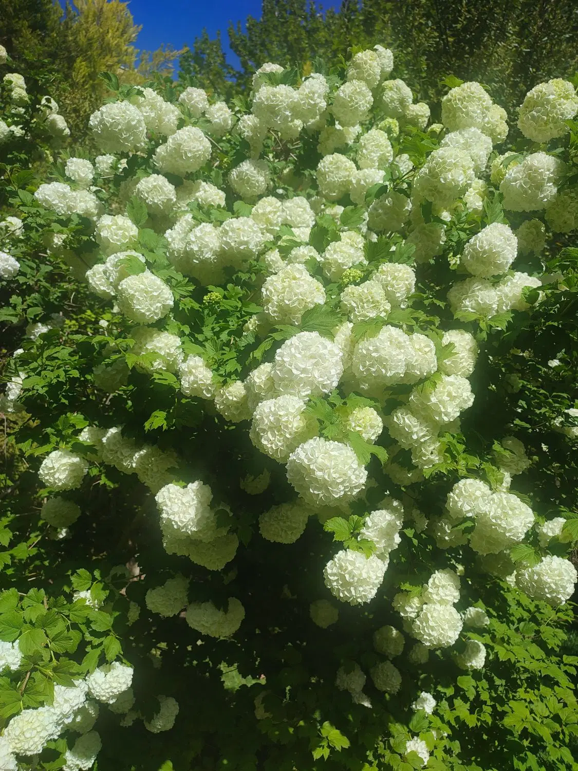252متر زمین باغی