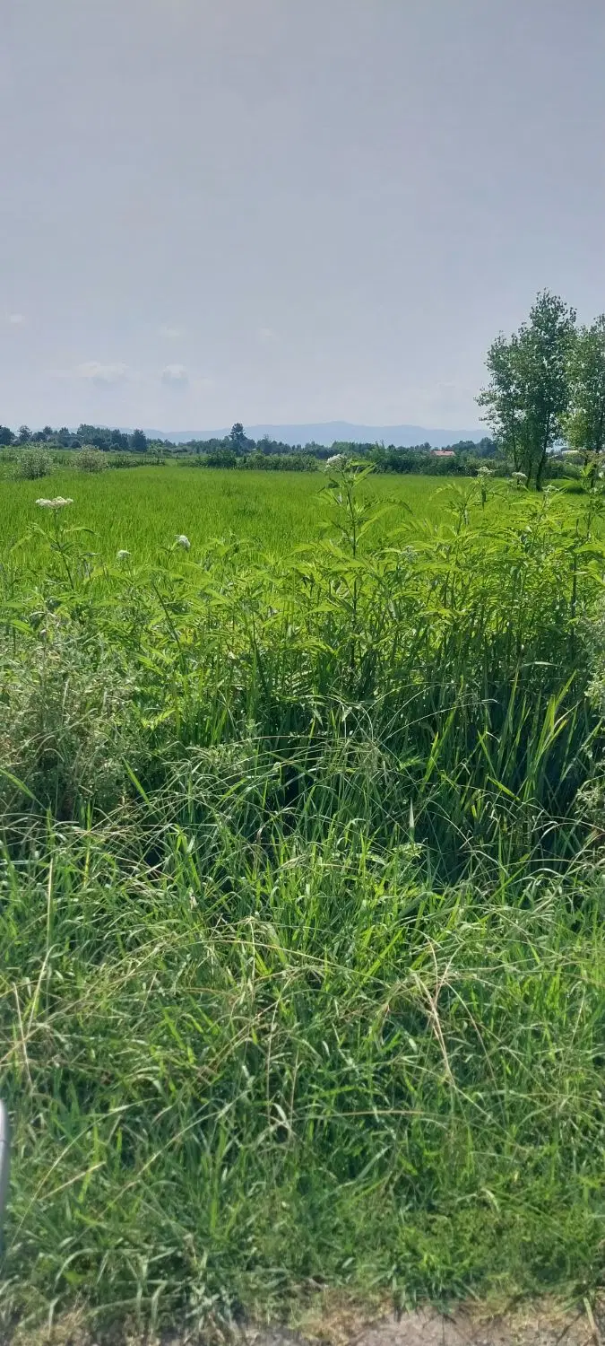 شالیزمکانیزه