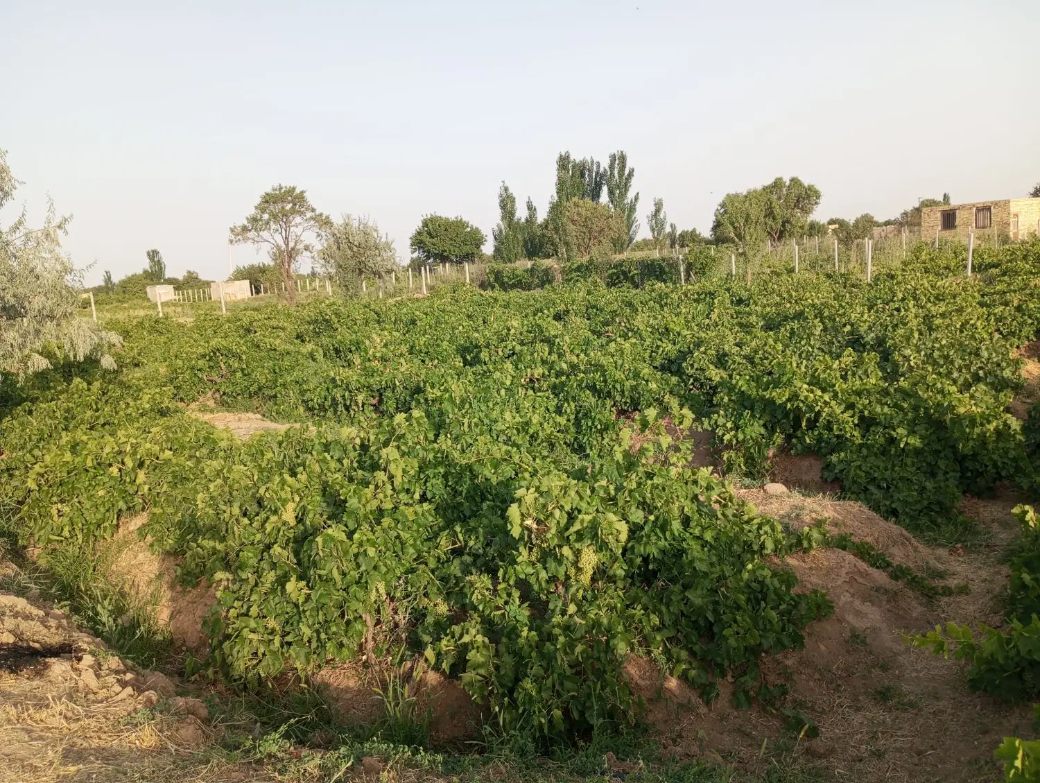 باغ انگور 1200متری در تاکستان