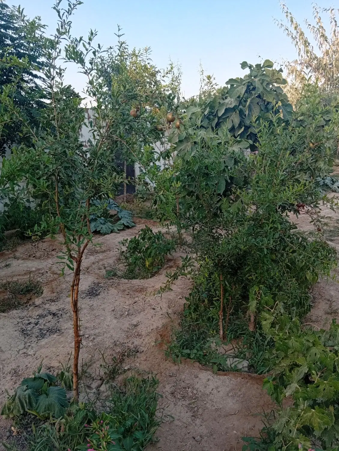 باغ ۳۰۰متری