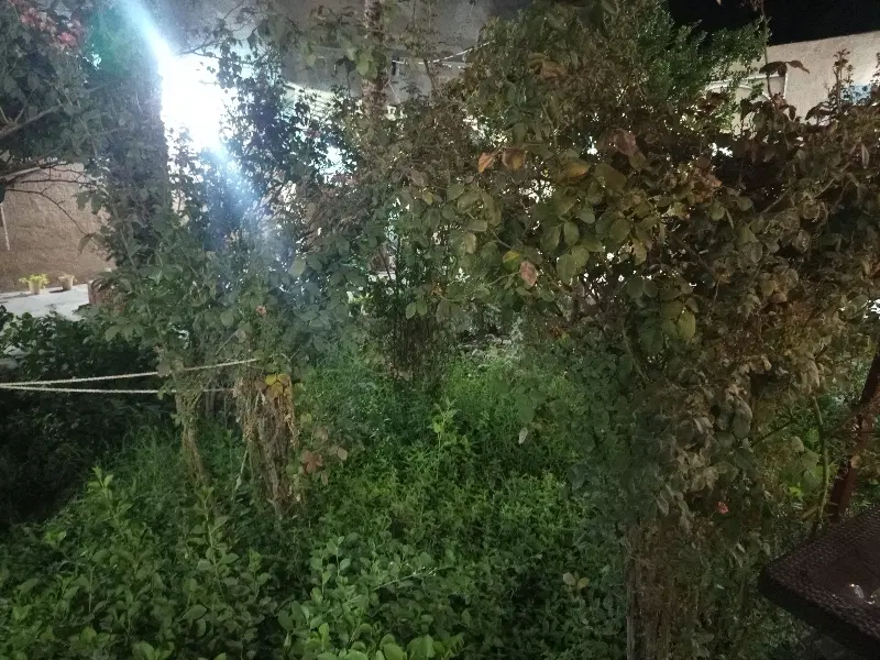 زمین فروشی مرغک