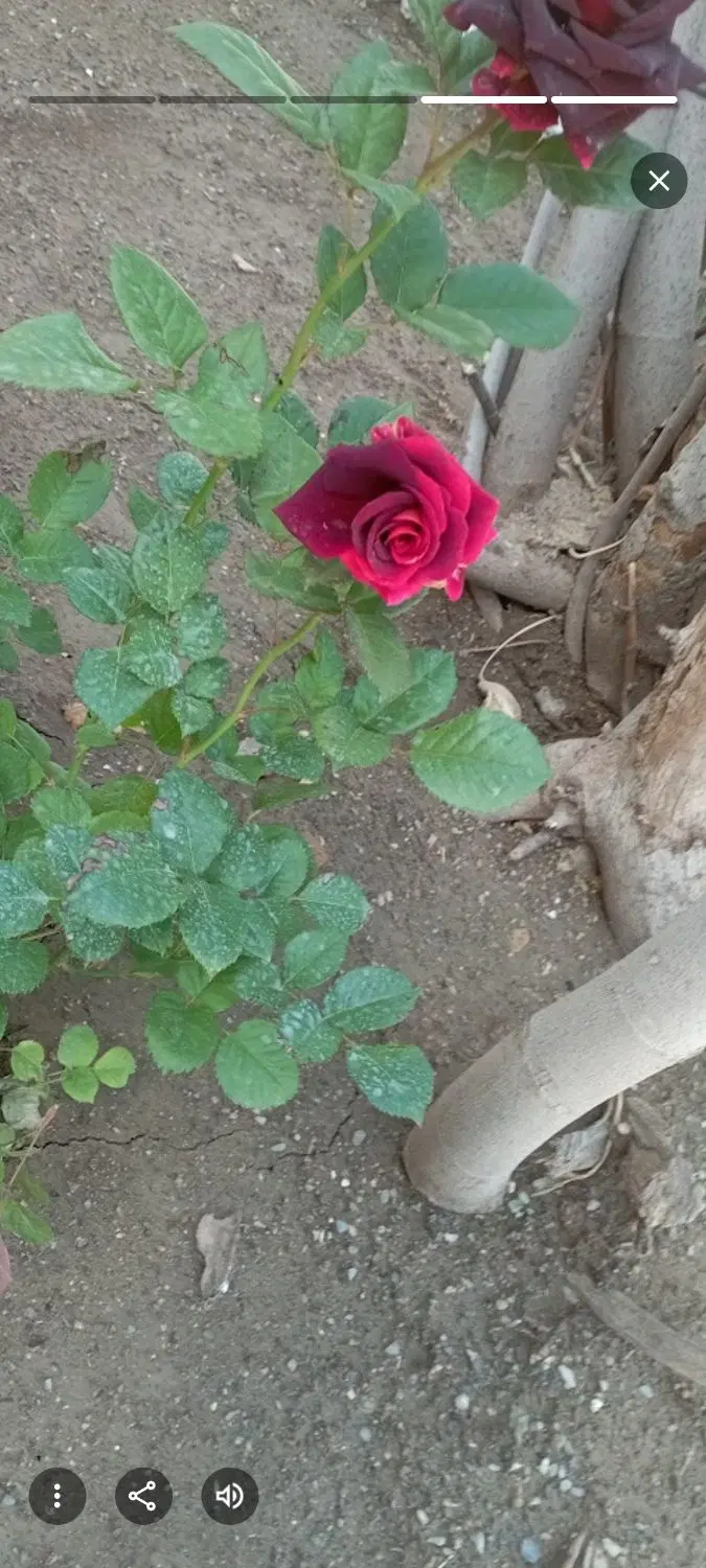 باغ و مزرعه