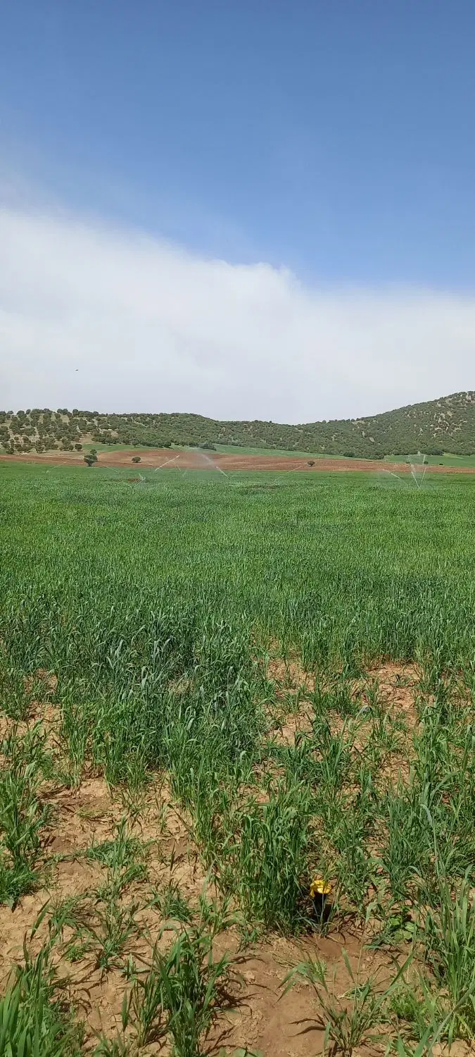 زمین کشاورزی اجاره