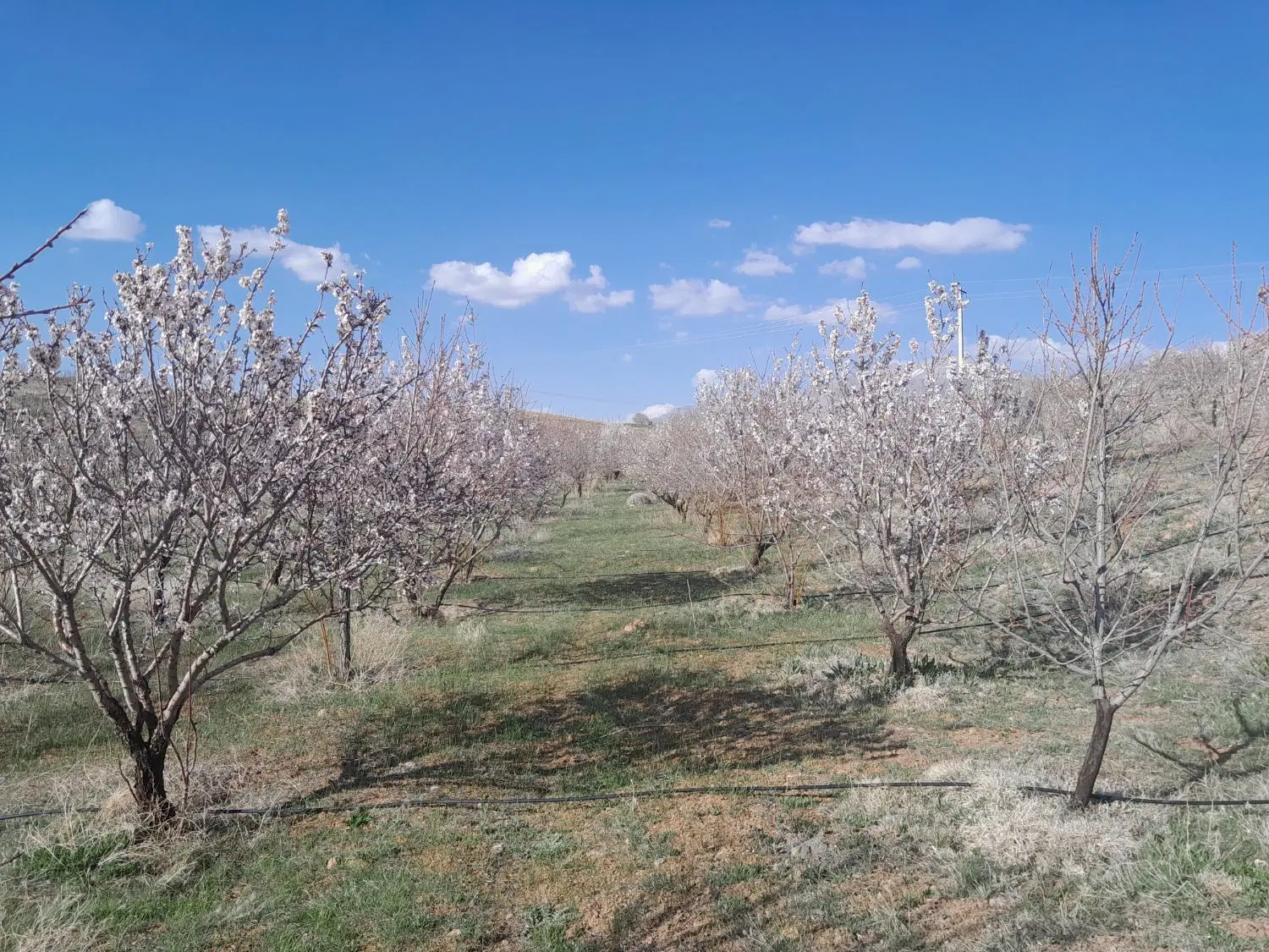 فروش زمین زراعی
