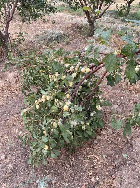 اجاره باغ آلو