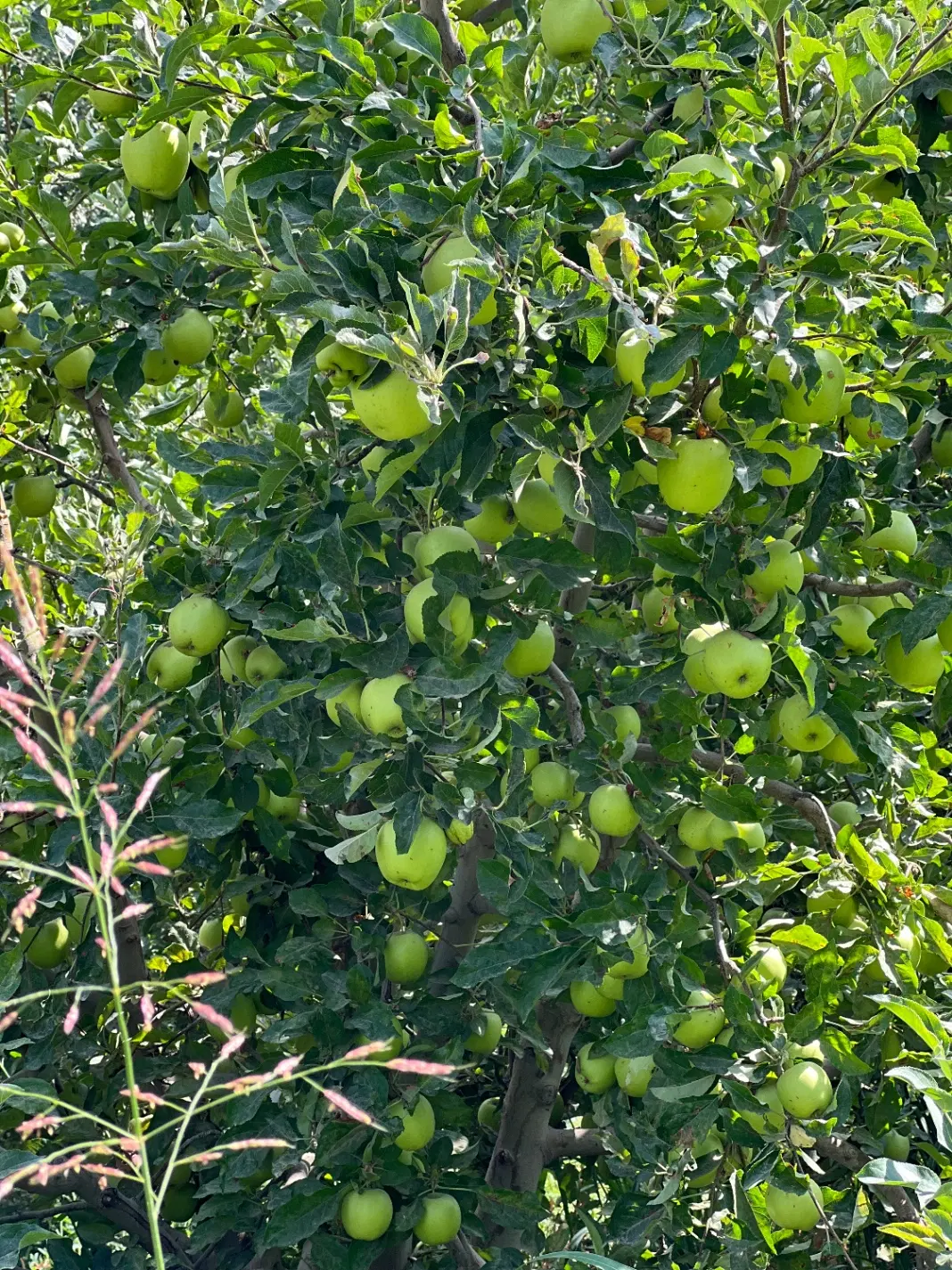 باغ سیب به اجاره داده میشود