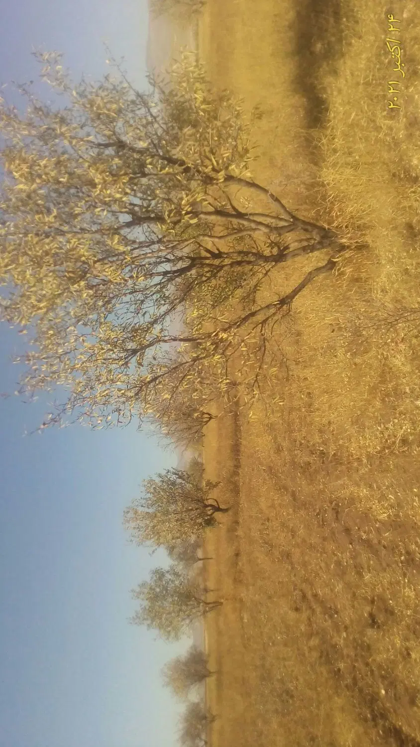 فروش باغ بادام در روستای الینجق