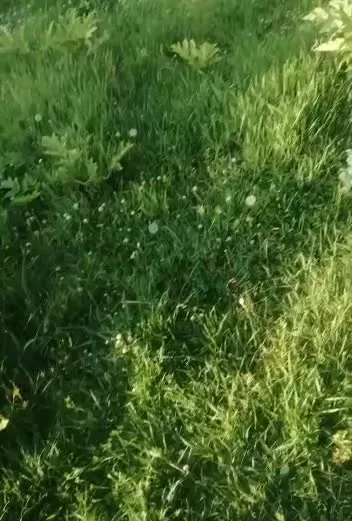 فروش زمین در روستای اسبوکلا