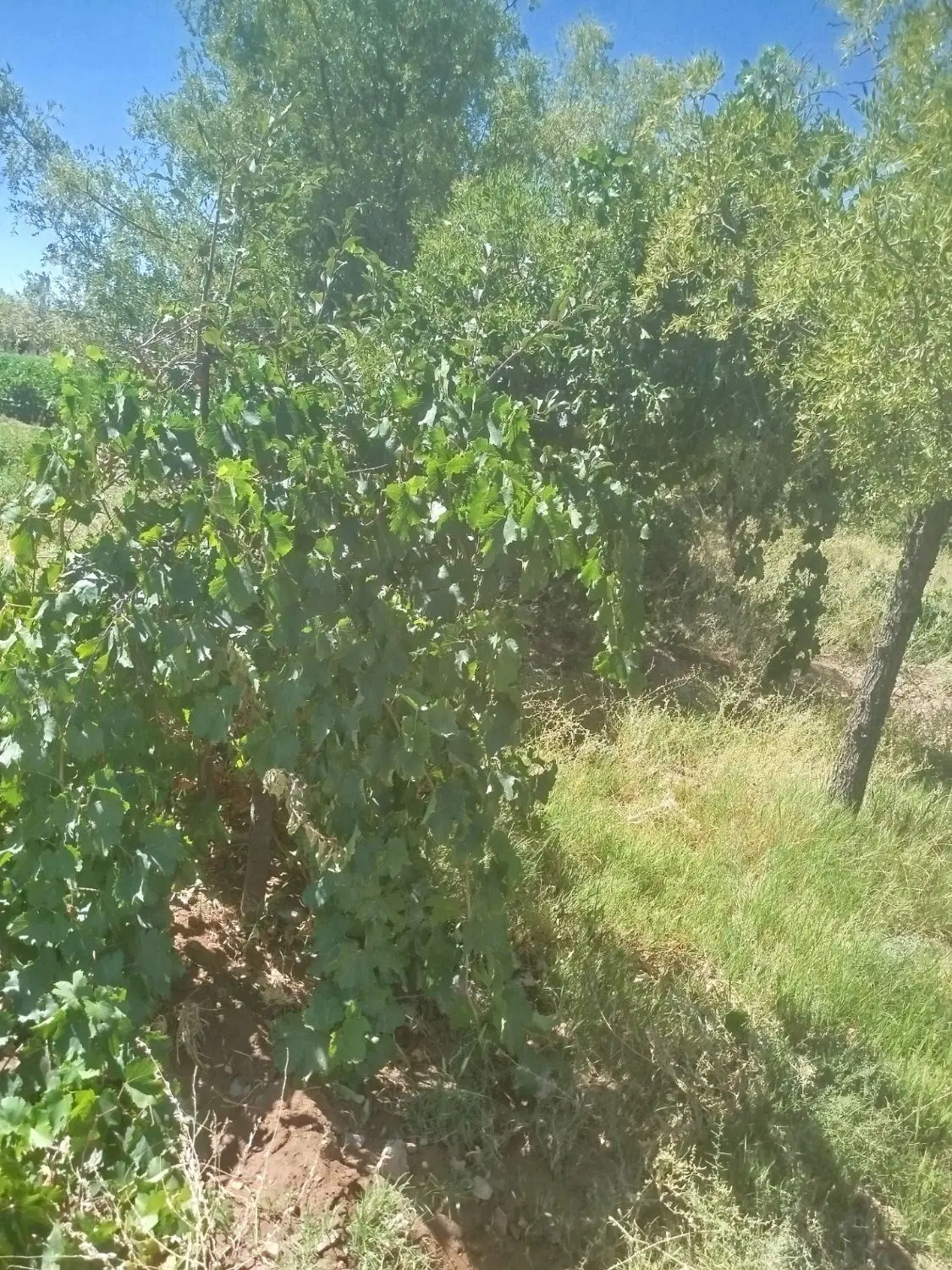 زمین کشاورزی ۱۲ساعت آب و باغ و خانه