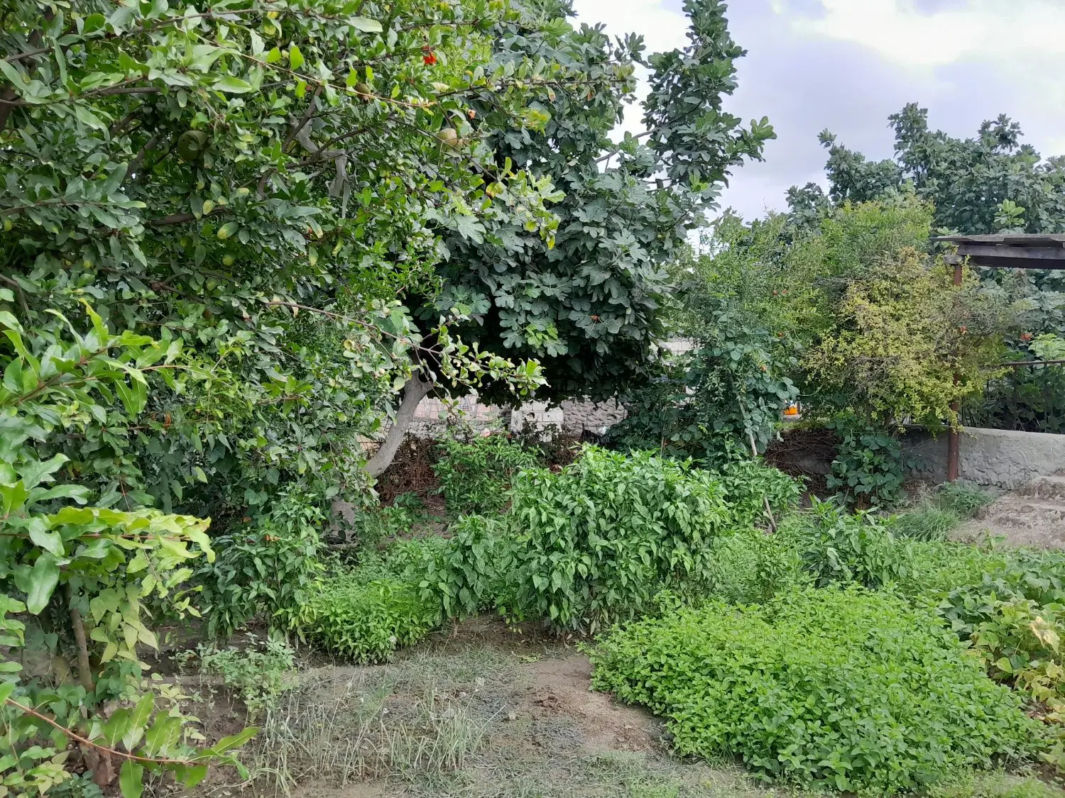 زمین باغی