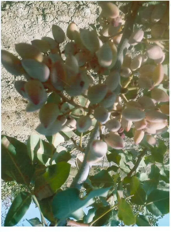 فروش باغ پسته فاز اول