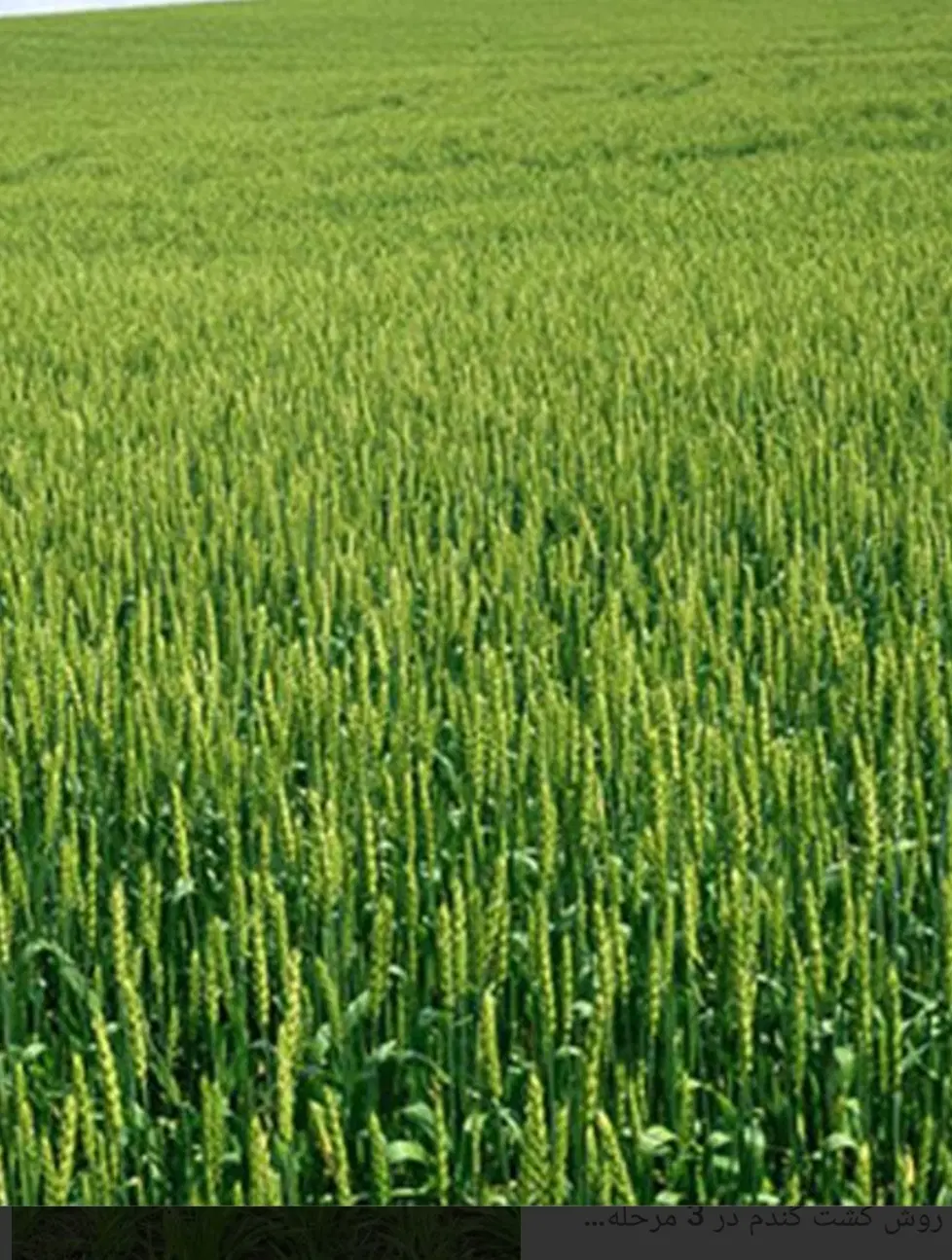 زمین ابی