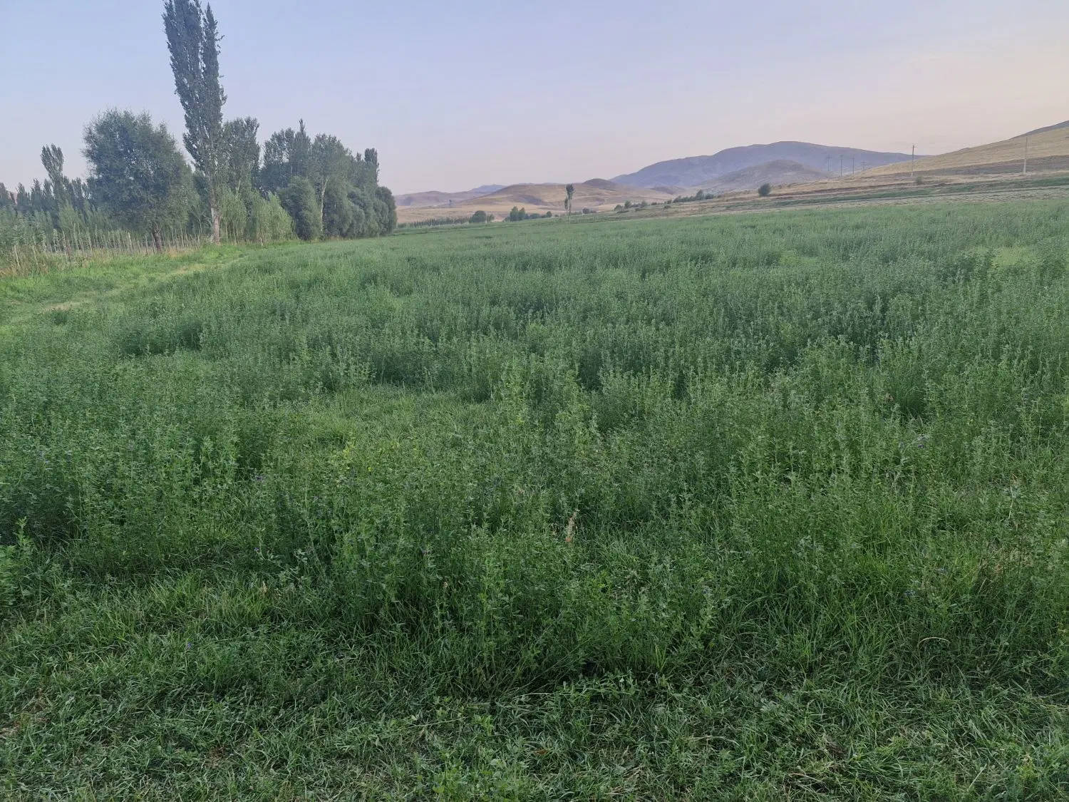 فروش زمین زراعی بمتراژ ۱۱۶۰متر در جاده طولش