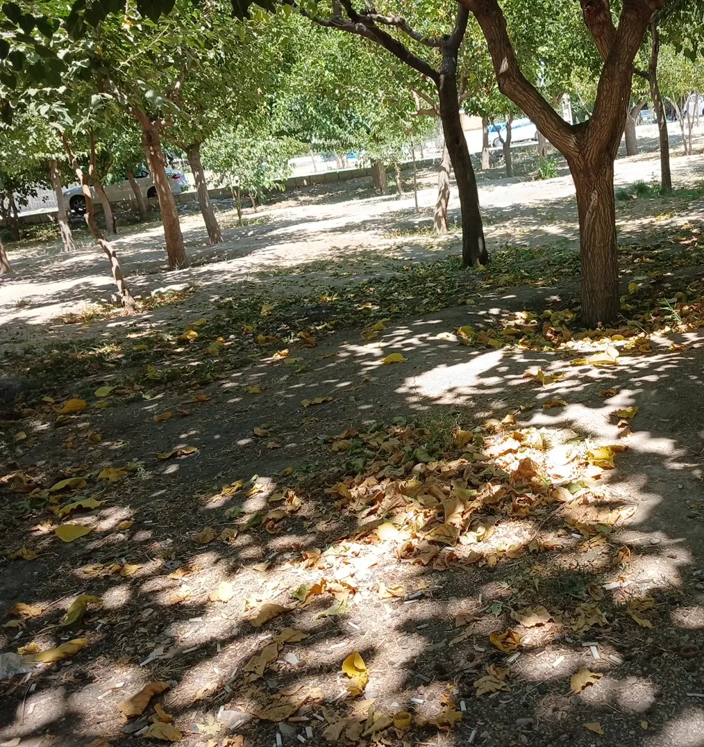 زمین ۱۰۰ متری بلوارولیعصر (شیشم آق تپه)
