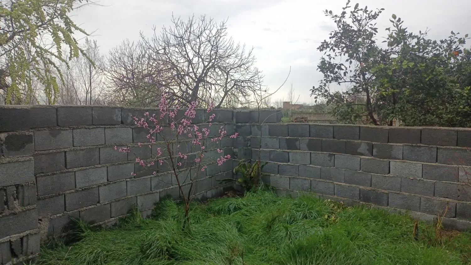 باغ ۱۳۵۲ متری داخل بافت روستای دشتی کلاته