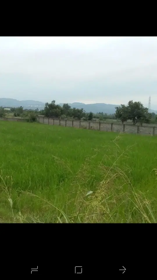 فروش زمین روبروی روستای کنسی اوایل جاده زیارو