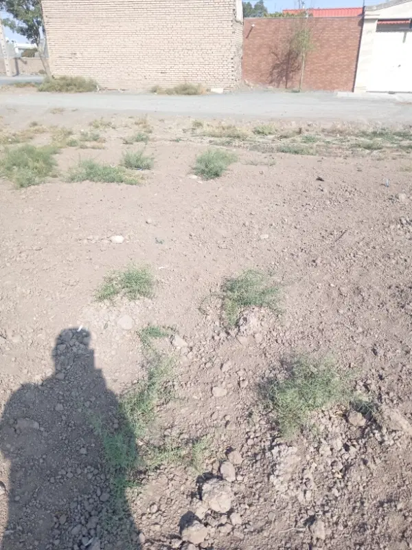 فروش زمین وسط محله کلاته آقامحمد
