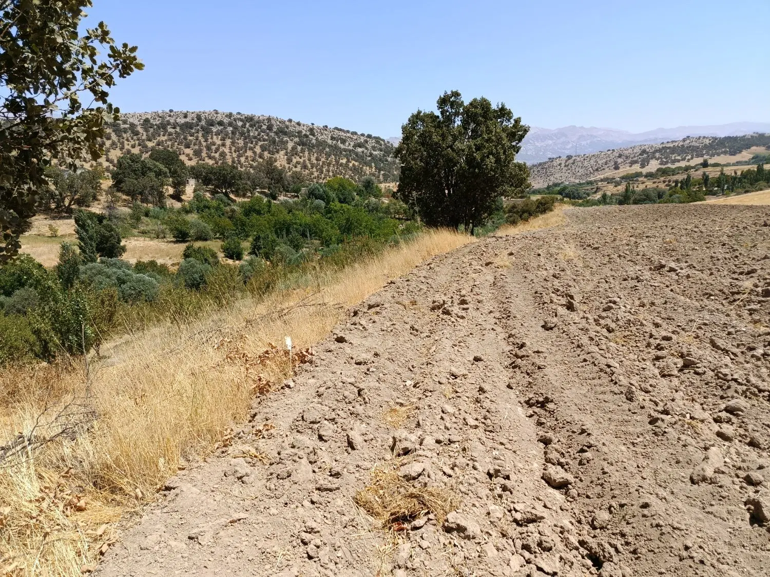 زمین کشاورزی با مجوز پرورش قارچ صنعتی
