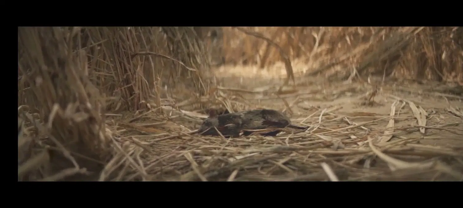 زمین