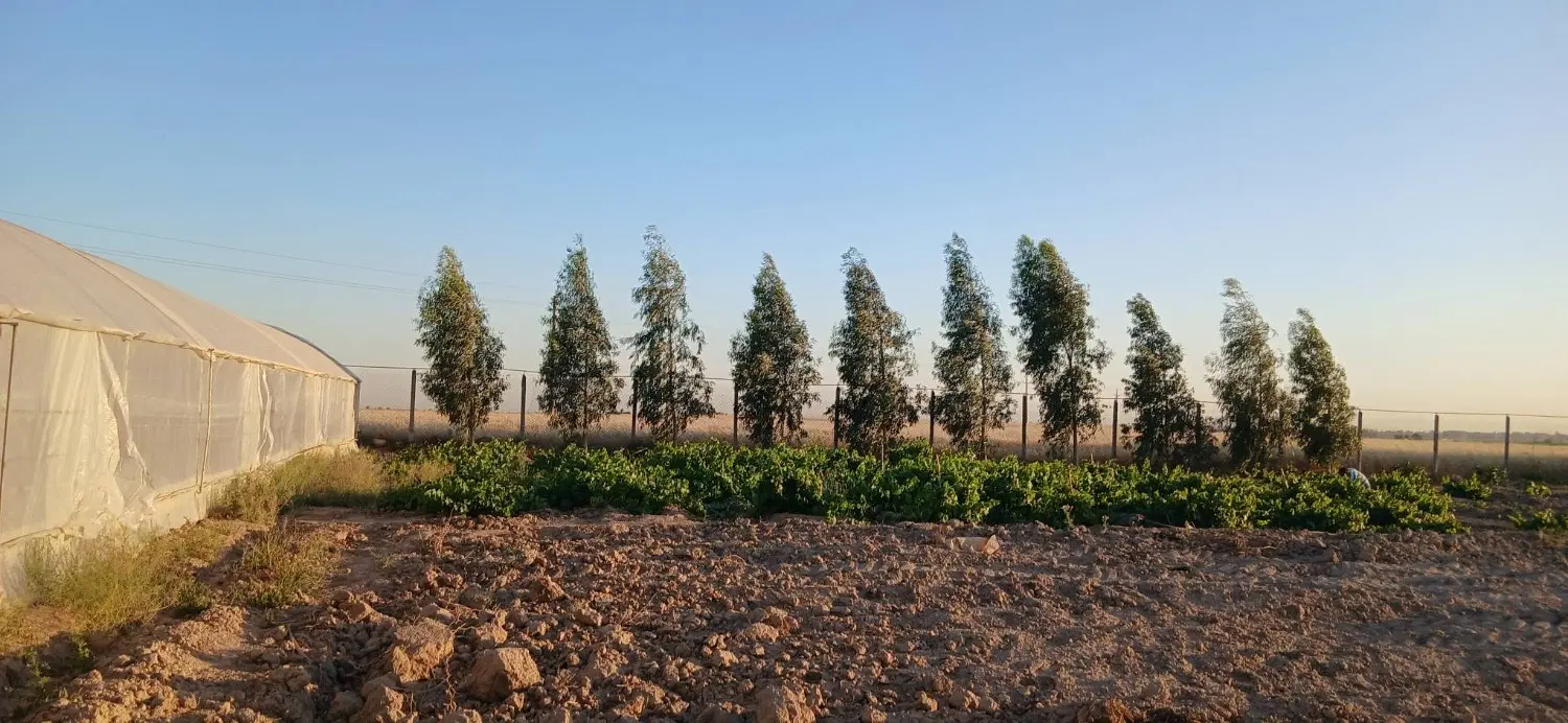 گلخانه زمین کشاورزی