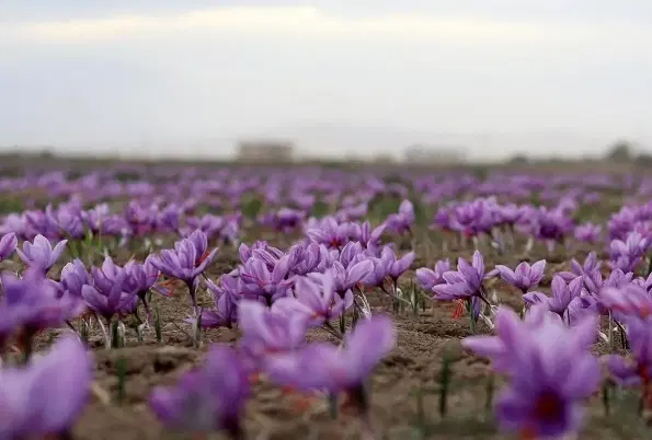زمین کشاورزی با آب چاه تابلو 5کیلومتری مشهدفریمان