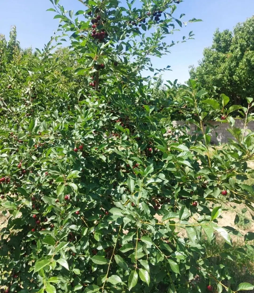 زمین ویلایی عرب اباد ماهان