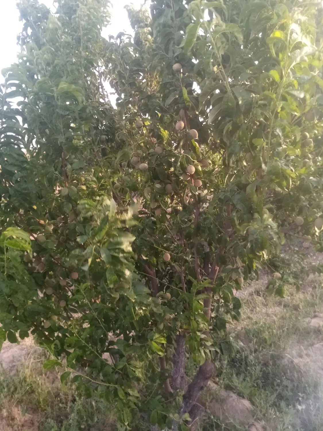 باغ فروشی