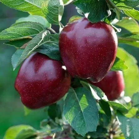 باغشهری ۱۰۰۰ متری کدیان آب پرده مجموعه کسری