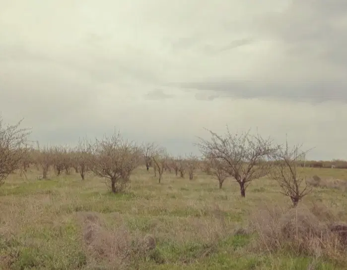 فروش باغچه ۱۰۰۰ متری در روستای اودشاهی