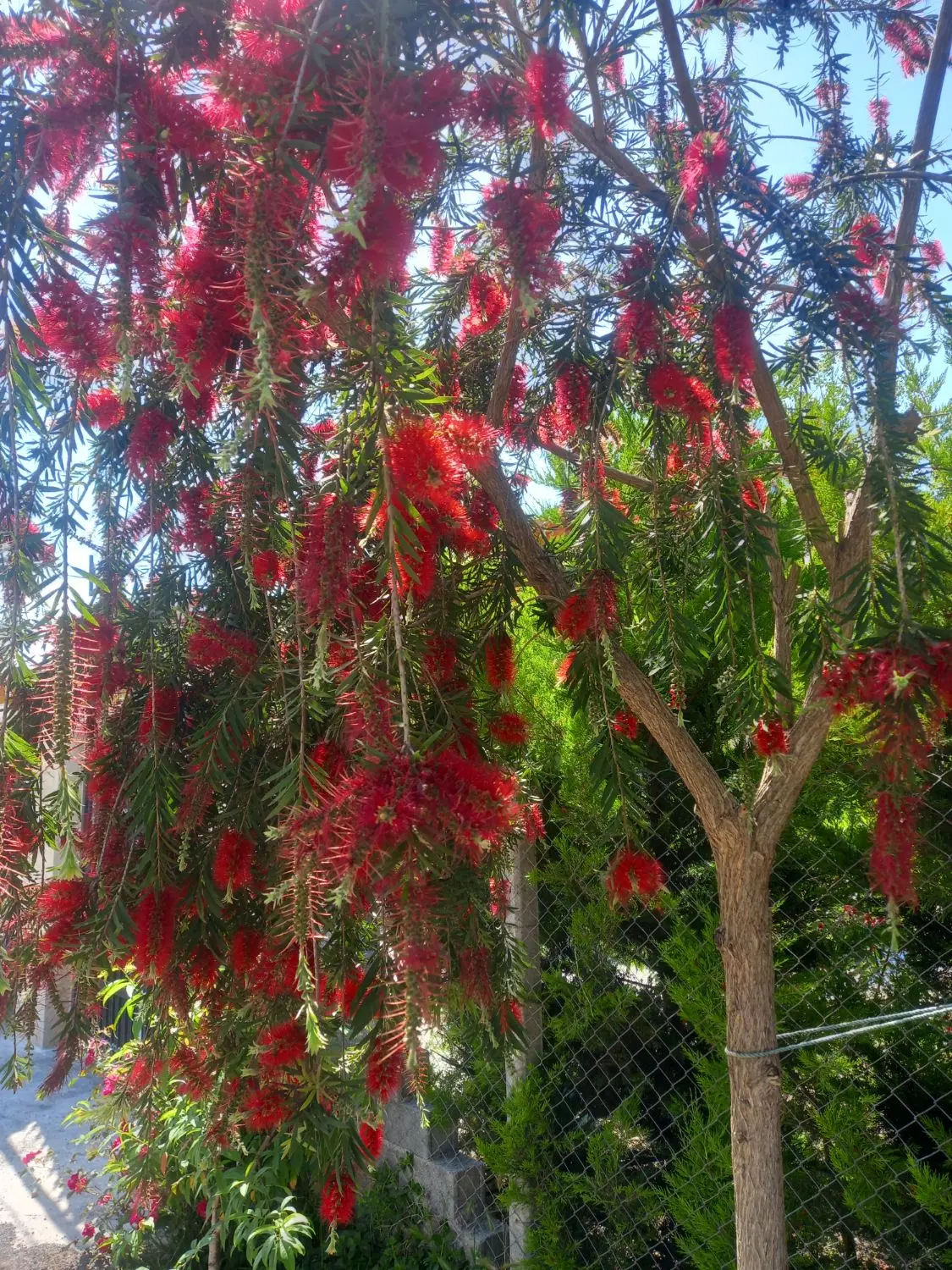 اجاره خونه و طویله برای نگهداری گوسفند پروار