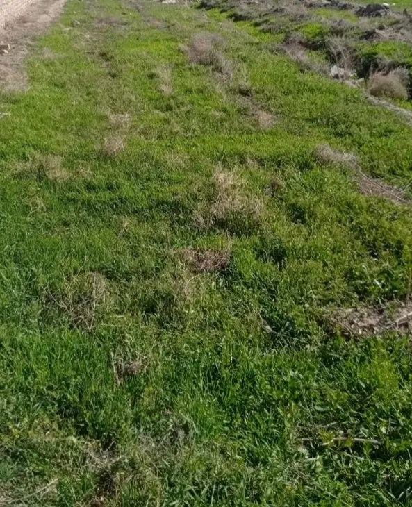 زمین در شهرآرا ۲