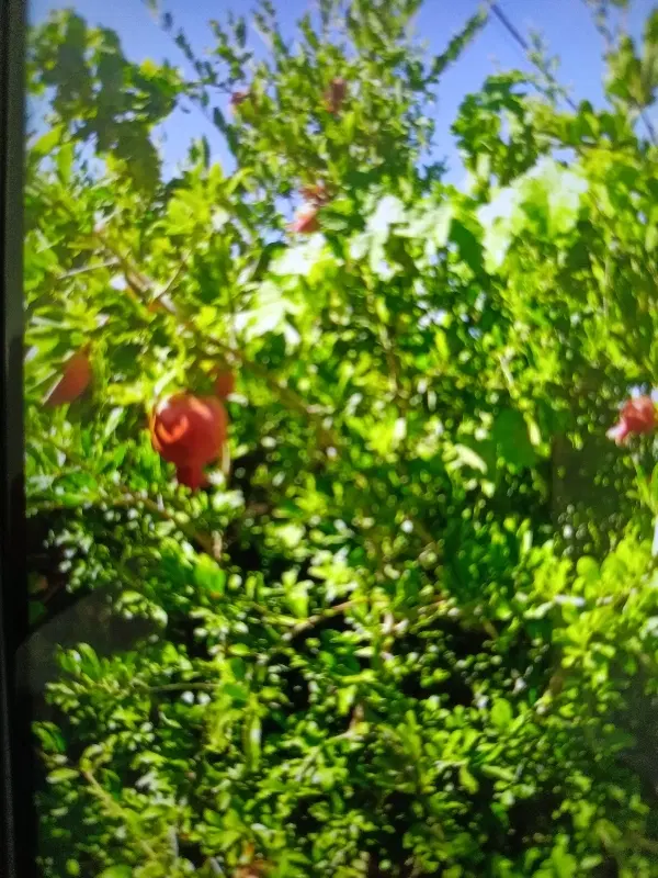 زمین باغی