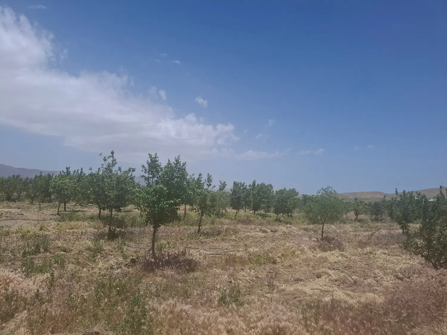 فروش زمین کشاورزی و باغ