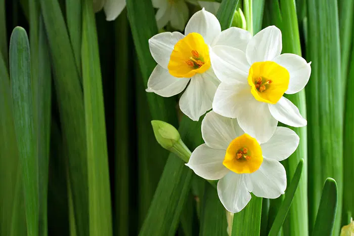 زمین کشاورزی