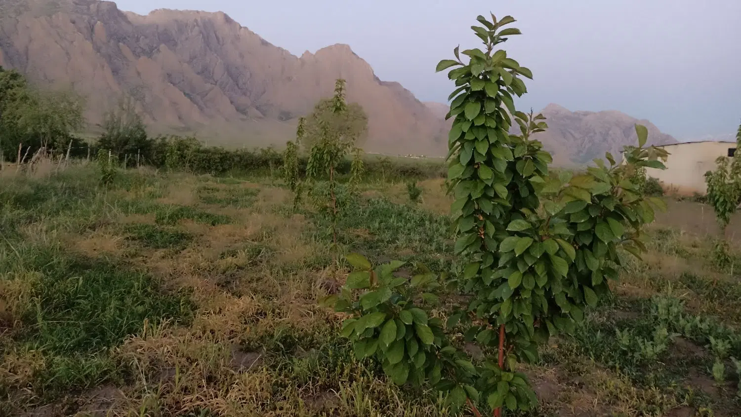 فروش زمین و باغ
