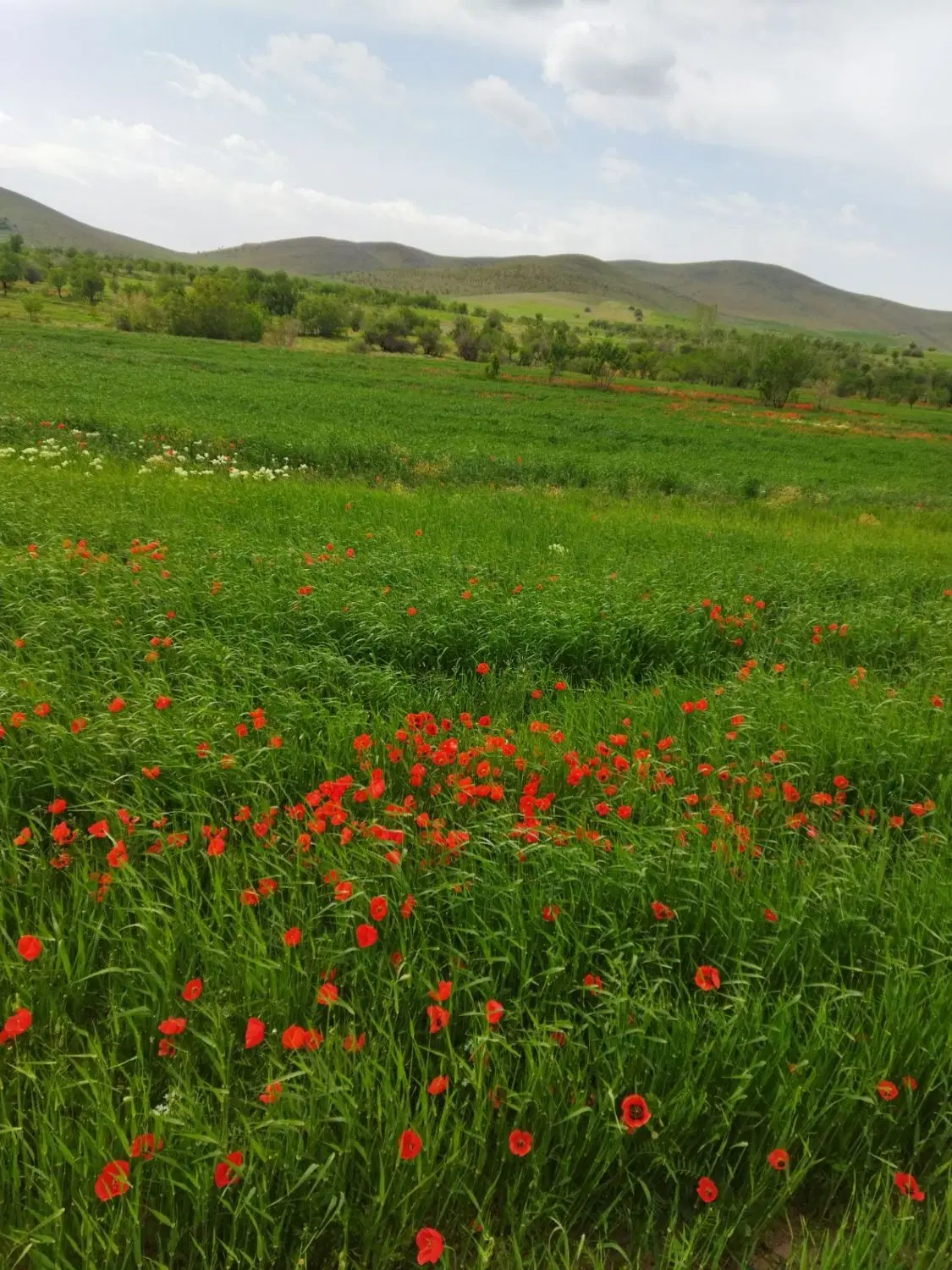 زمین مسکونی رباط سرخ