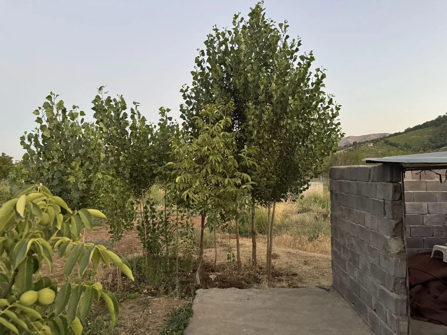 فروش باغ ۳۰۰۰متر کلکه جان زیرکانال