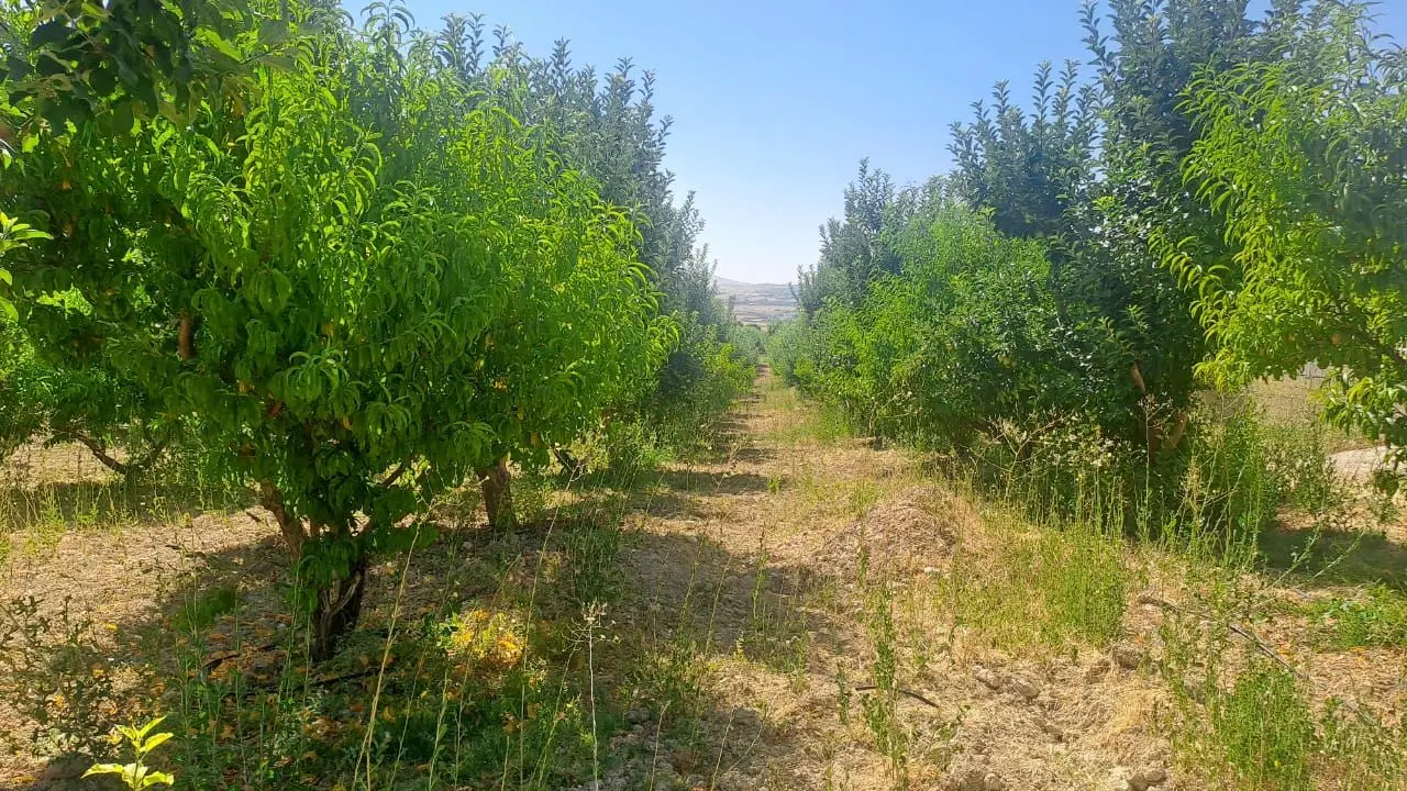 باغ سند دار خان زنیان شیراز