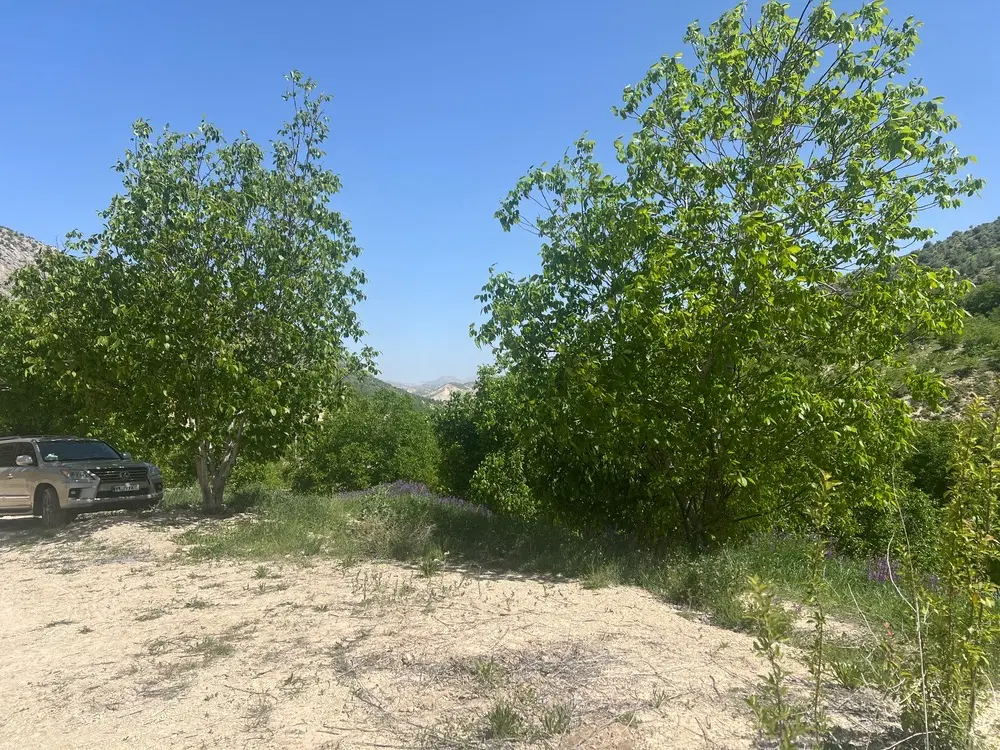 فروش باغ ثمری